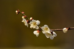 梅　きらびやかに