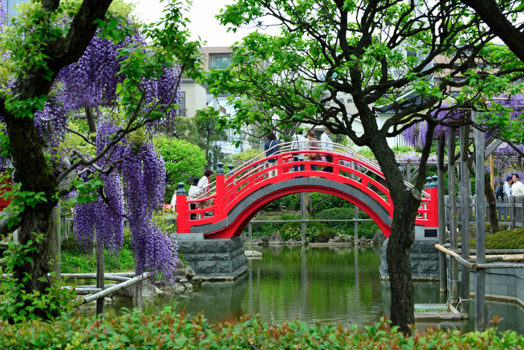 亀戸天神社の藤