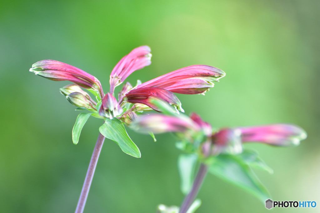 Lily of the Incas