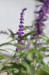 見上げるとそこに君がいた