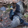 カワウの撮影会