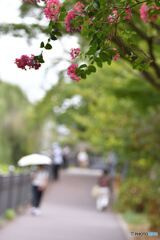 百日紅の咲く散歩道