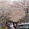 段葛　その３