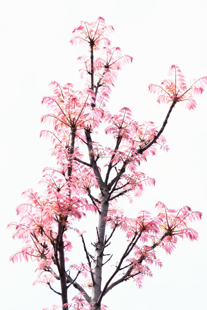 この木何の木きれいな木
