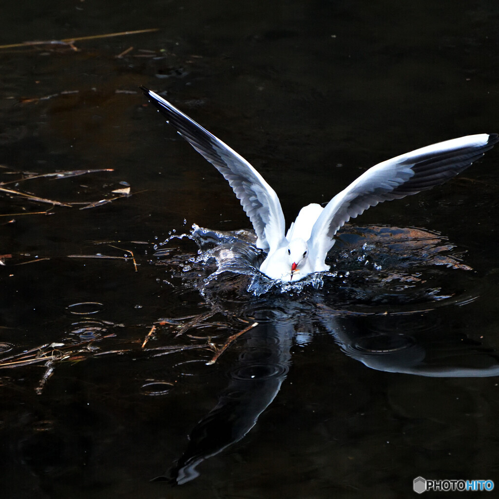 撮り（鳥）初め　その３「Ｘ」