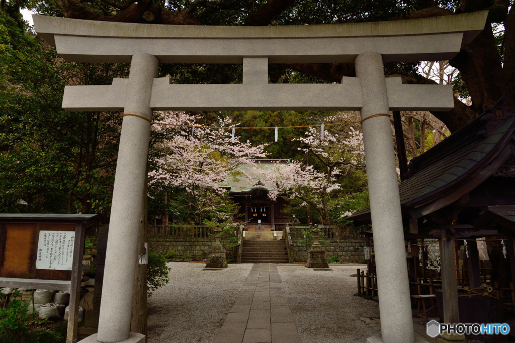 鎌倉の桜　御霊神社