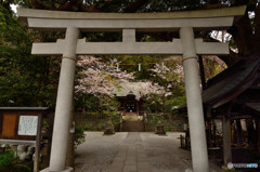 鎌倉の桜　御霊神社