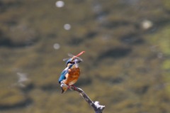 カワセミとトンボ