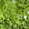 緑色のひかり