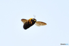 クマバチのホバリング