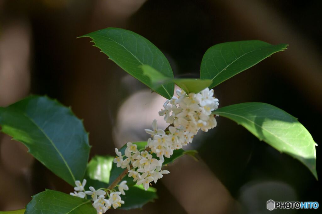 ヒイラギモクセイ