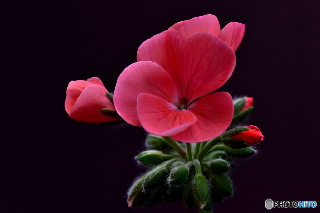 ベランダの花たち　②