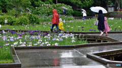 雨もまた楽し　③