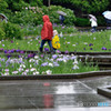 雨もまた楽し　③