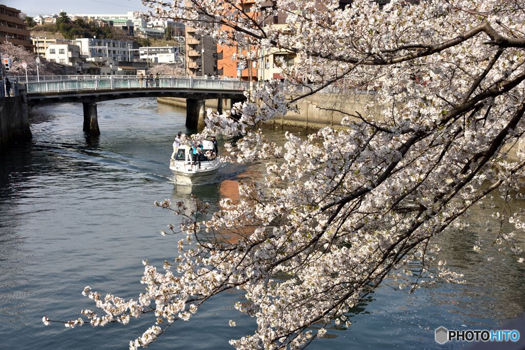 船上花見
