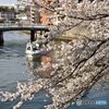 船上花見