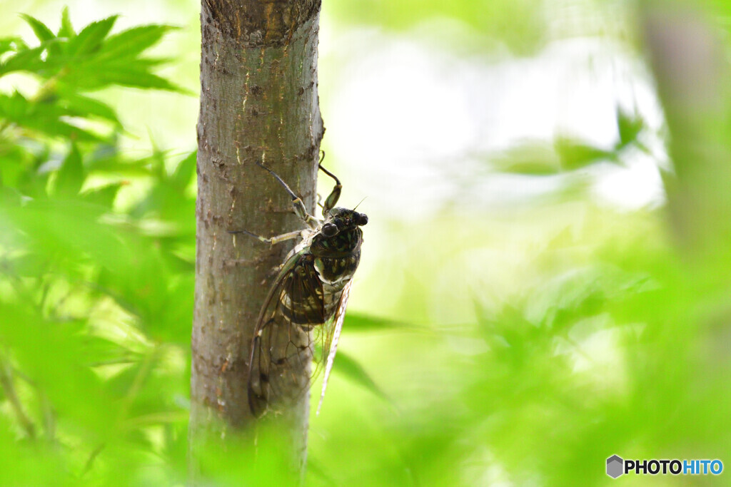 夏休み＝昆虫採集　その４