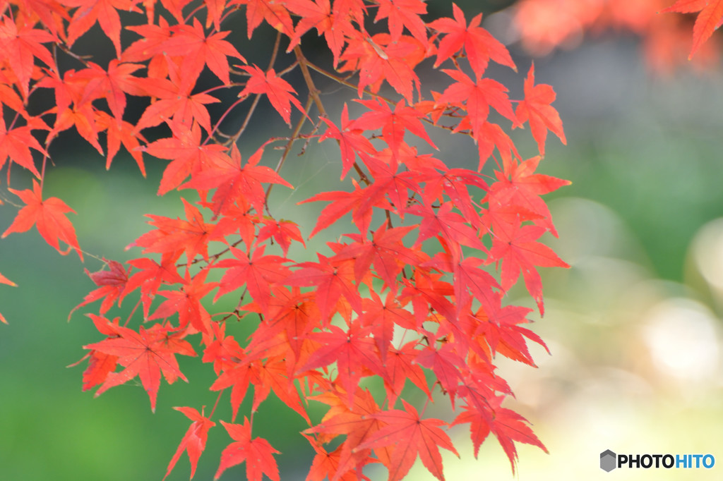 散歩がてらの紅葉狩り　Ⅳ