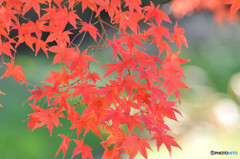散歩がてらの紅葉狩り　Ⅳ