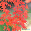 散歩がてらの紅葉狩り　Ⅳ