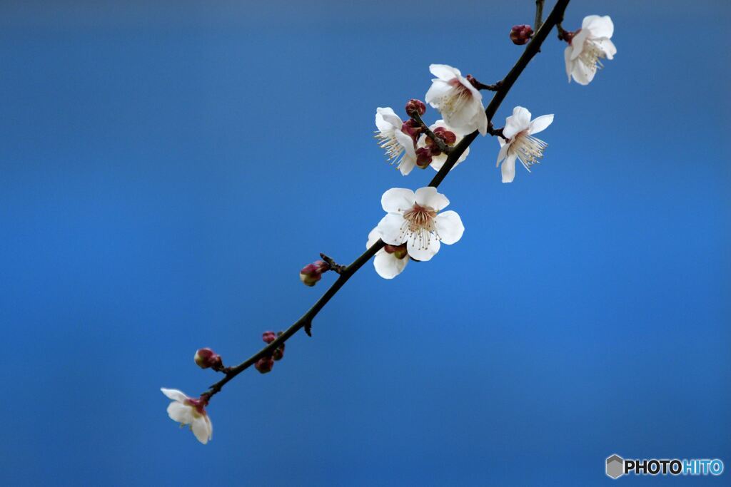青空に映えて・・・
