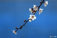 青空に映えて・・・