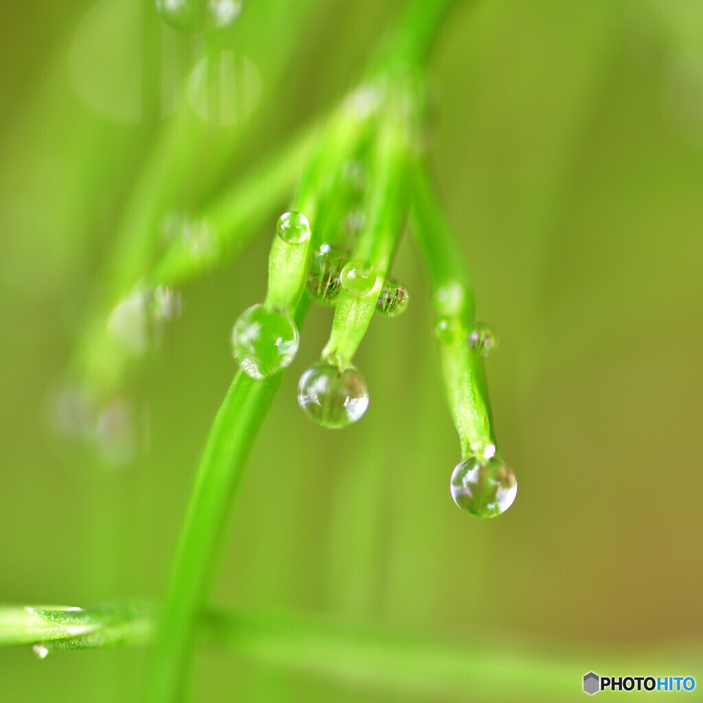 雨の置き土産