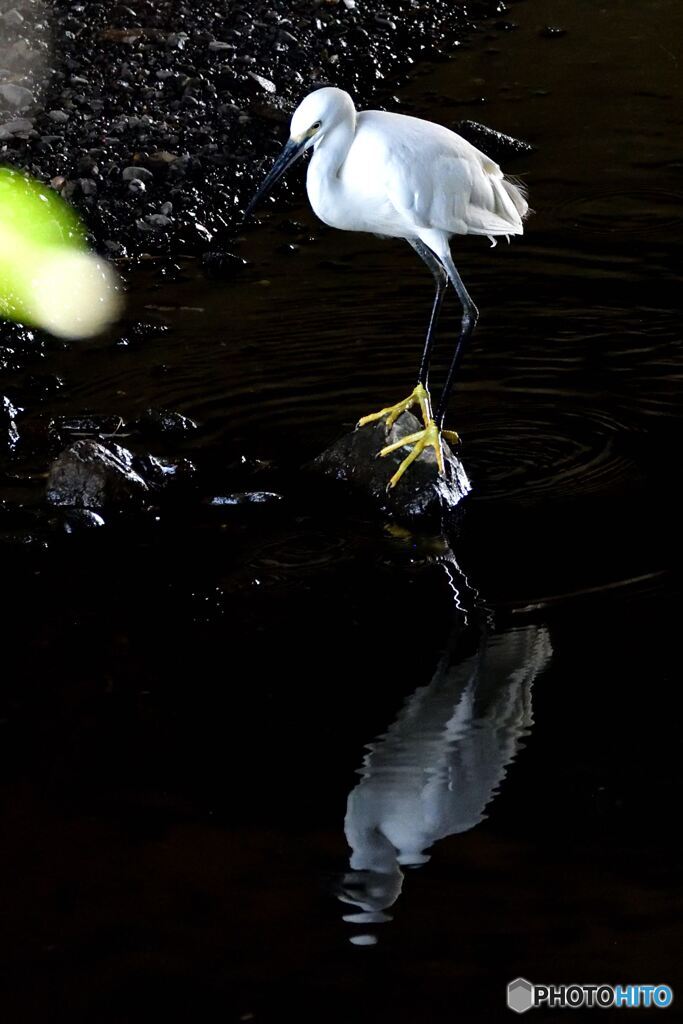 橋の下のコサギ