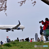 桜と飛行機　②