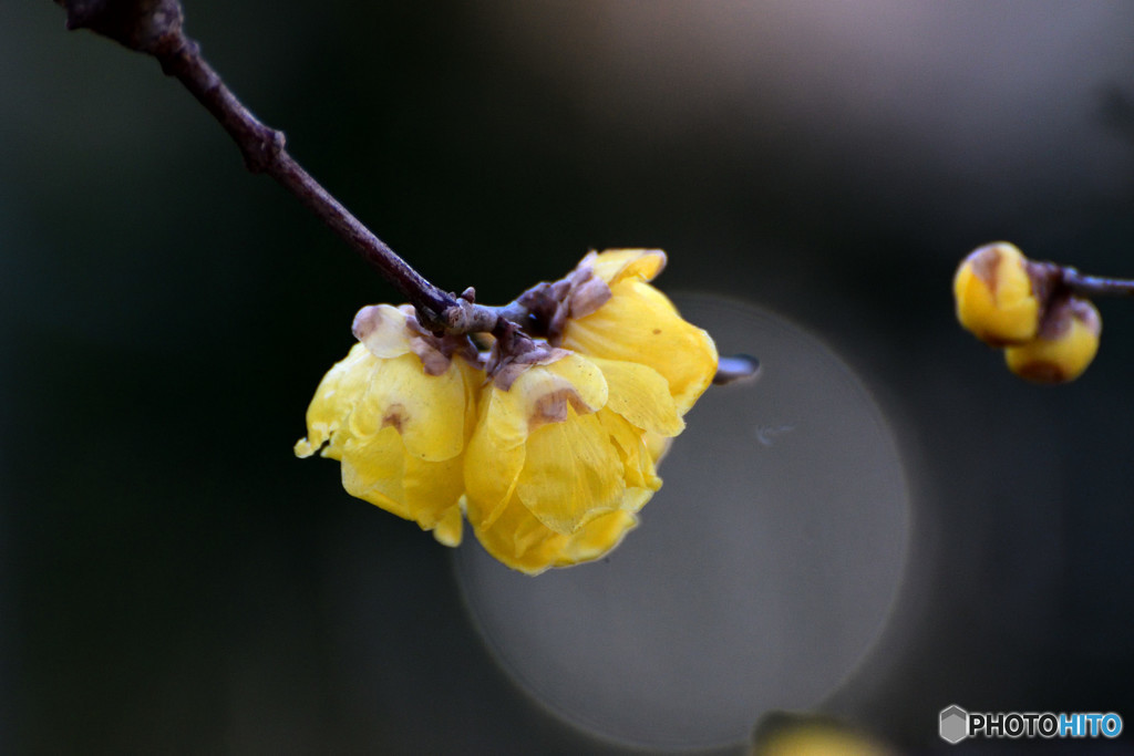 winter sweet