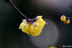winter sweet