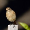 ちゃんと撮れるの？