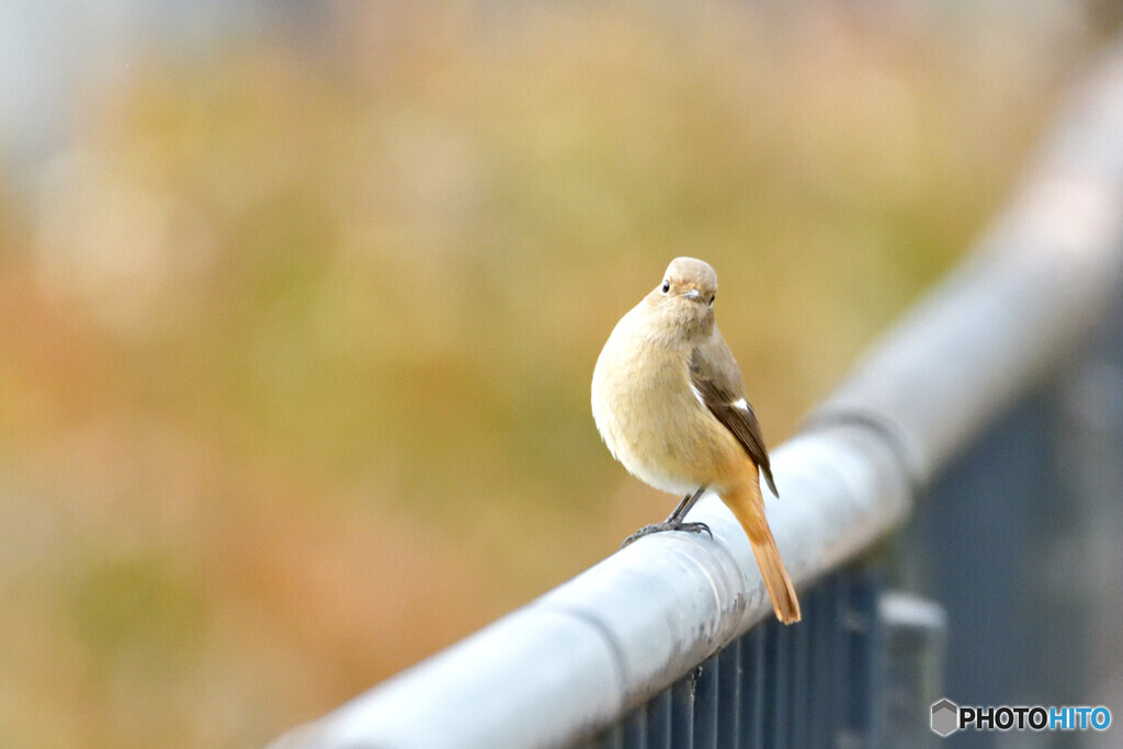 こんなポーズでいいかしら
