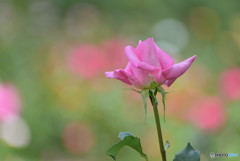 Pink in Green その２