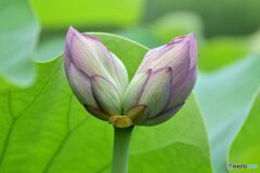 双頭蓮