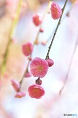 城南宮枝垂れ梅　その２