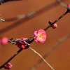 春はすぐそこに