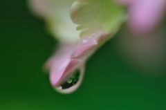 紫陽花の涙