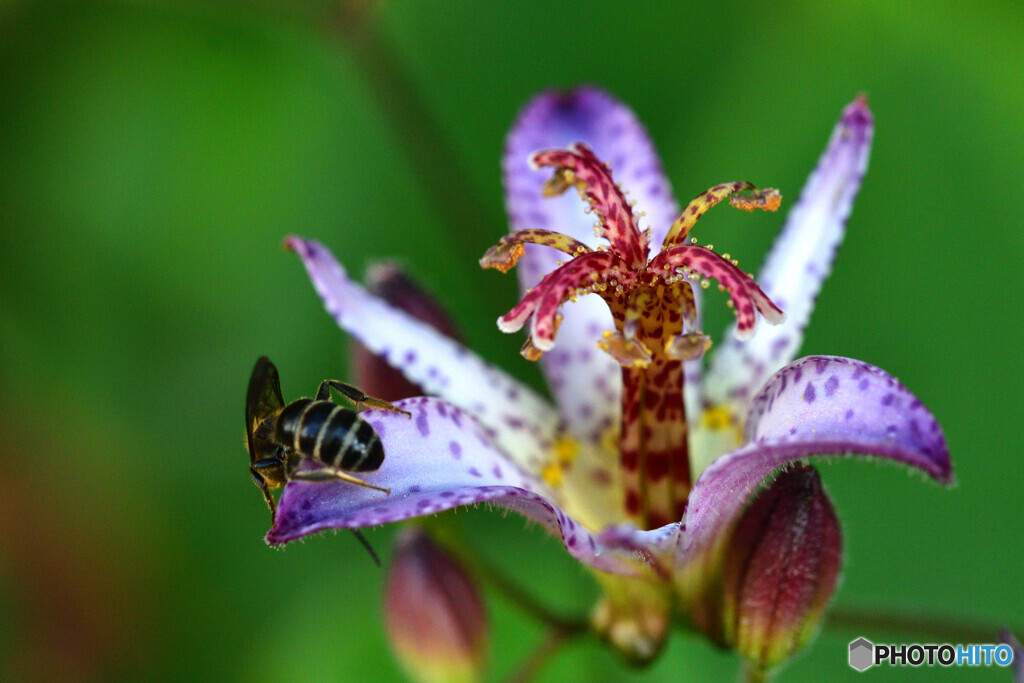 Toad lily