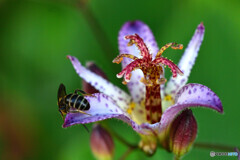 Toad lily