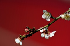 白梅　背景選びの楽しさ　Ⅲ