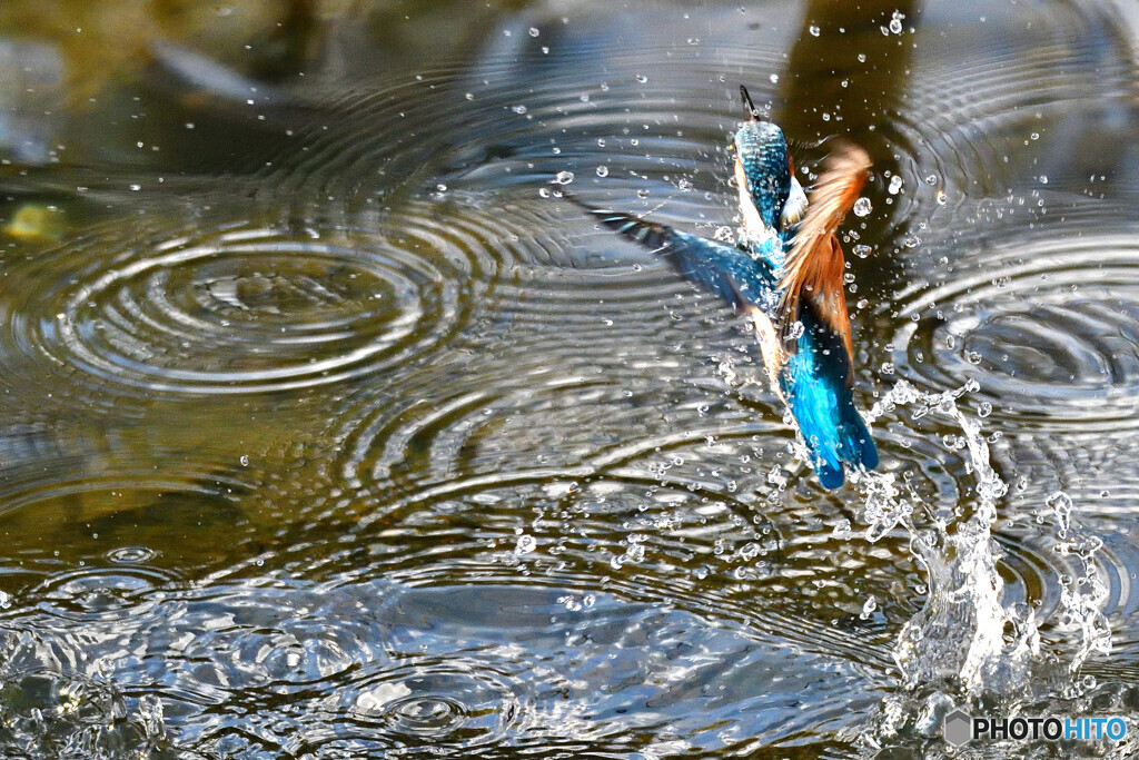水中からの脱出
