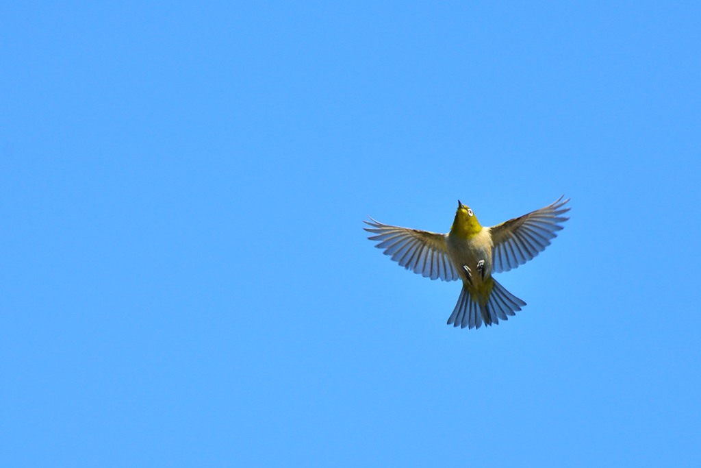 メジロの空中散歩