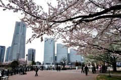 みなとみらいの桜①　ビル群を望む