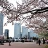 みなとみらいの桜①　ビル群を望む