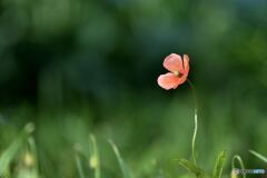 可憐な花姿