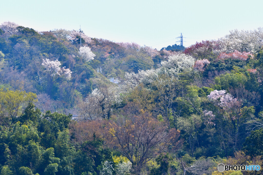 春色の山