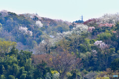 春色の山