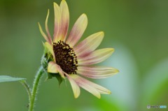 行き摺りの花に感じる夏の風