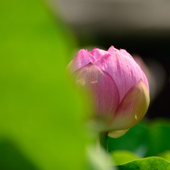 蓮の花　２日目（多分）